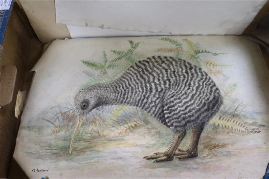 A collection of ornithological watercolours, by F.E. Genlloyd, largest 33 x 50cm